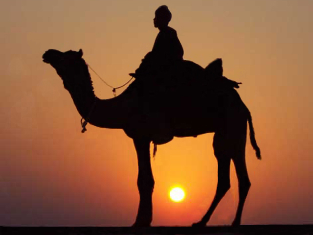 camel.jpg